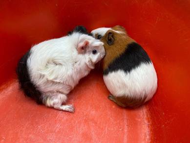 Adult Guinea Pig