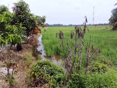 Others Land in Semanggol, PRK