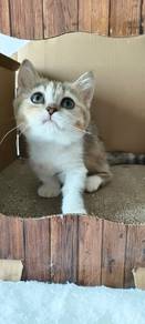 British shorthair munchkin