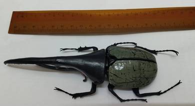 Black Hercules Beetle Insect