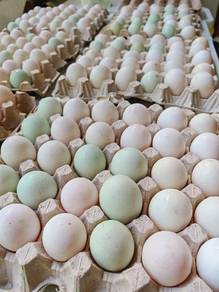 Telur Masin