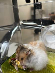 Syrian Hamsters