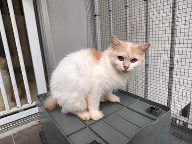 kucing betina