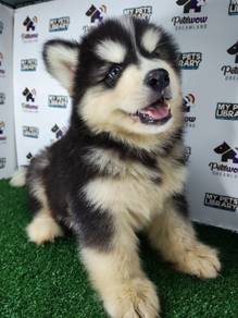 Black white Wooly husky