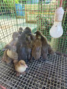 Anak itik telur