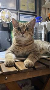 Rehome kucing BSH