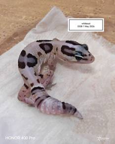 Fattail Gecko 