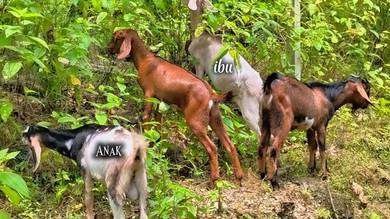 kambing boer Cross Jamna