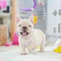 French Bulldog