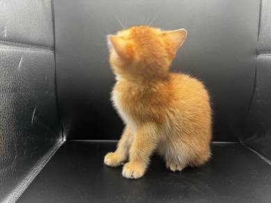 British Shorthair Golden Kitten Rehome 