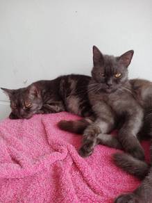 bsh mix persian