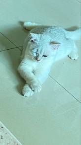 bsh silver