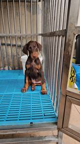 Doberman puppies with MKa cert