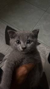 Baka mix bsh/scottish untuk di rehome