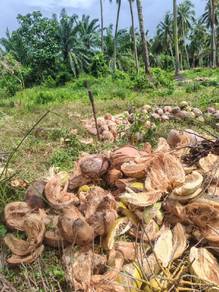 Kelapa Tua untuk Dijual