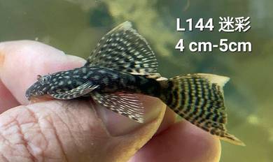 L144 Pleco Fish/ Bristlenose Pleco / Bandaraya/ 异形