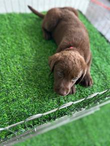 chocolate Labrador9