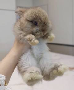 ANGORA BABY RABBITS AG153 New Born