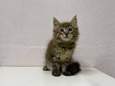 Mainecoon male cat kucing