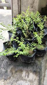 Pokok Bidara Duri