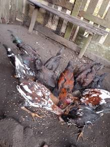 ayam kampung
