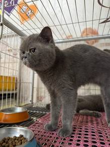Bsh british hair cat