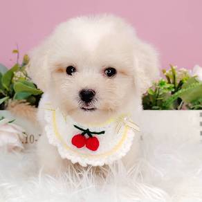 Maltipoo