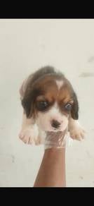 Beagle female male