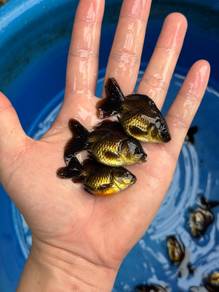 goldfish