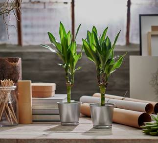 Ikea Bintje Plant Mini Pot (20 units)
