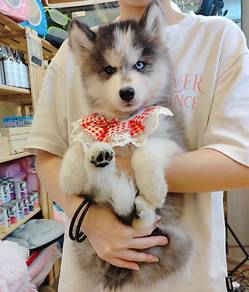 Husky