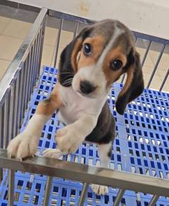 Beagle Puppy