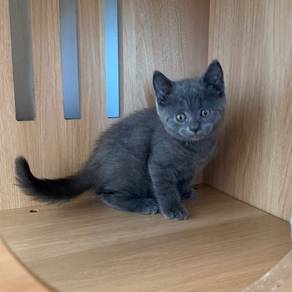 British Shorthair Male Kitten Purebreed PROMO