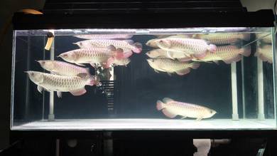 Mgbb arowana