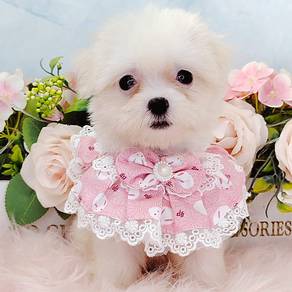 Maltese