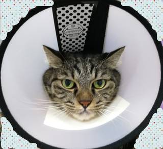 Elizabethan Collar #7 Cat Cone Shame Cover Kucing