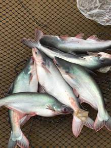 Patin Sangkar
