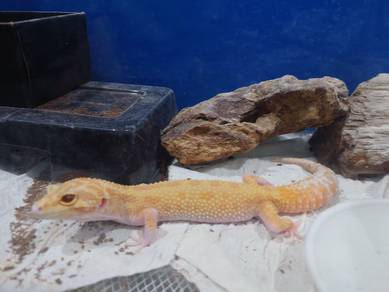 Leopard gecko