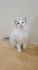 ragdoll