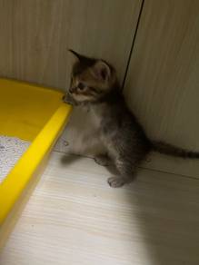 anak kucing comel untuk diberikan