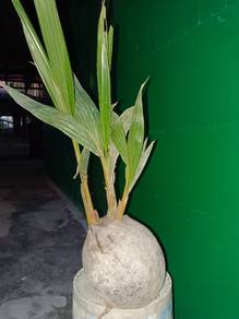 Benih kelapa SGG kemkar 3