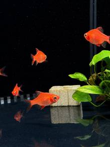 Albino Tiger Barb / Tiger Albino Barb
