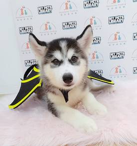 Wooly Huskky