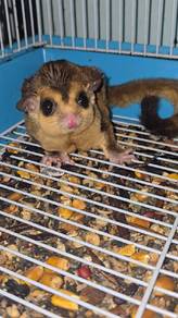 whiteface sugar glider