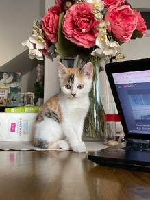 kitten for rehome