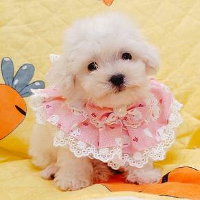 Bichon
