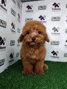 Toy poodle red teddy face