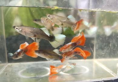 Silverado Red Tail Guppy

