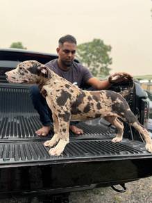 Bandog
