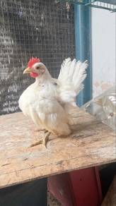 ayam serama jantan putih